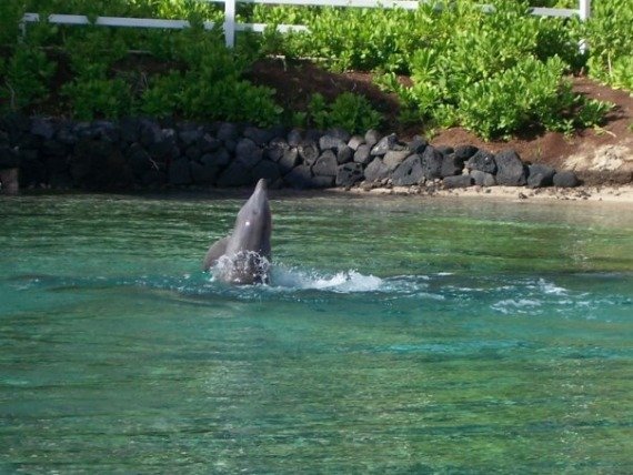 Dolphin encounter