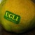 Ugli Fruit: A Strange Citrus