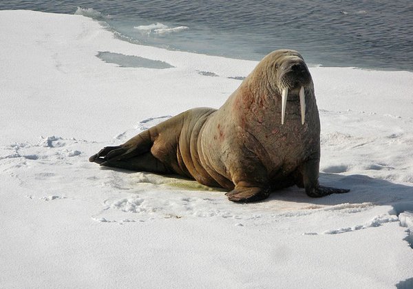 Upward Walrus