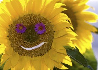 Smiling Flower - Sunflowers - Are You Too Nice - Health Happiness