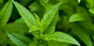 peppermint for energy boost